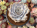 Echeveria 'Lilacina' 4" Large Cutting Succulent Plant