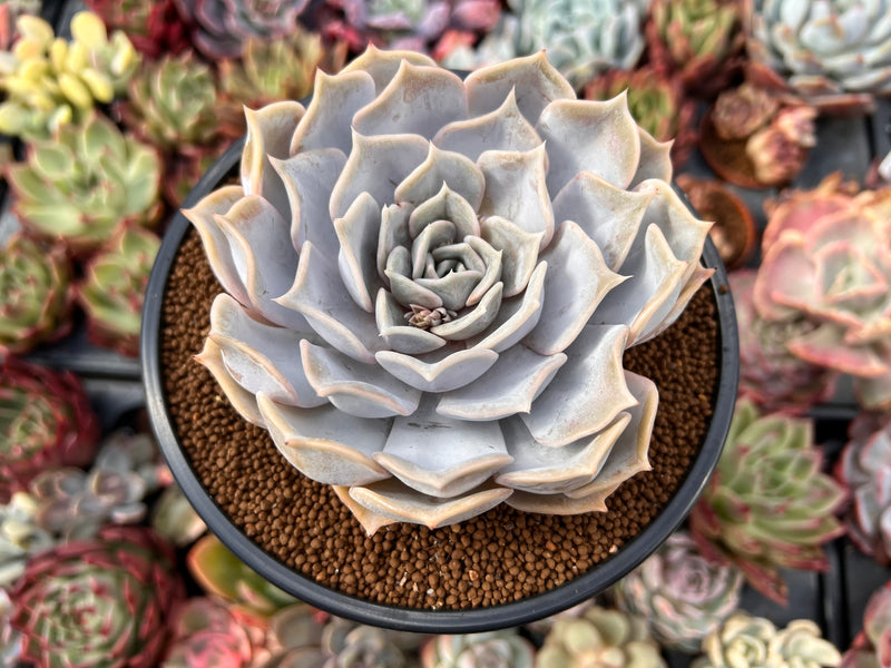 succulents international shipping Echeveria 'Lilacina' 4