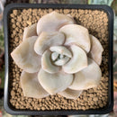Echeveria 'La Bamba' 3" Succulent Plant