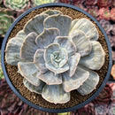 Echeveria 'Lilacina' Marble Variegated 4" Succulent Plant