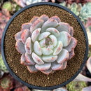 Echeveria 'Hosikage' 3" Succulent Plant