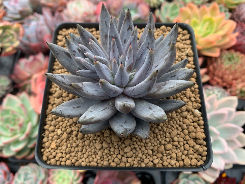 unguiculata succulent Echeveria 'Unguiculata' 4