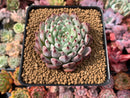 Echeveria 'Jackal' 3" Succulent Plant