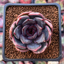 Echeveria 'Dark Chocolate' 2" Succulent Plant