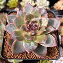 Echeveria 'White Soul' 3" Succulent Plant