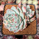 Echeveria 'Chihuahuaensis' Lightly Variegated 2"-3" Cluster Succulent Plant
