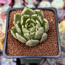 Echeveria Agavoides 'Helio' 2" Succulent Plant