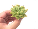 Echeveria Agavoides 'Corduroy' Bifurcated 2"-3" Rare Succulent Plant