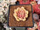 Echeveria 'Russet Plum' 1" (First Generation Seed Grown) Succulent Plant