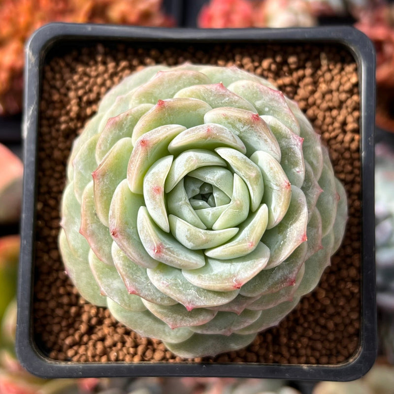 pure succulents Echeveria 'Pure Love' 2" Succulent Plant – True Succulents Plant Co