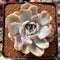 Echeveria 'Pulidonis' Mutated 3" Succulent Plant