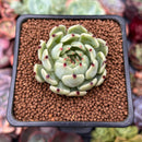 Echeveria 'Jackal' 1" Succulent Plant
