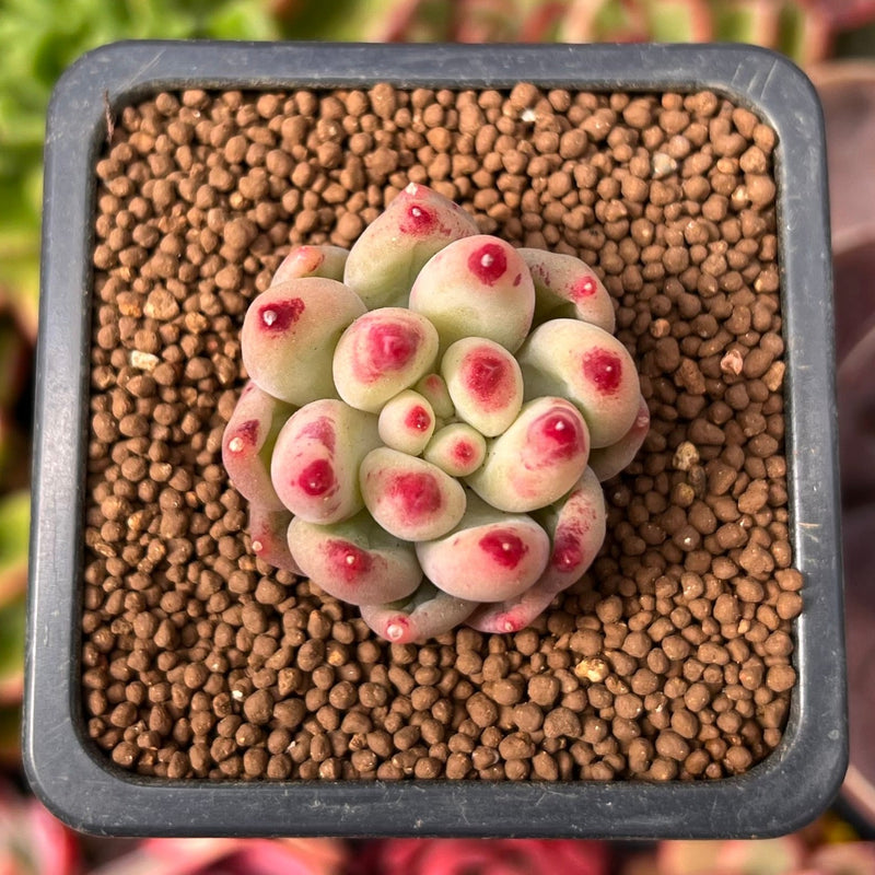conophytum pageae a small succulent Pachyphytum 'Yeonji' 1