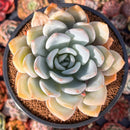 Echeveria 'Ivory' 4"-5" Powdery Succulent Plant