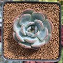 Echeveria 'Prada' 1"-2" Succulent Plant