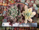 Echeveria 'Japan Moon River' Variegated 8" large Cluster Succulent Plant