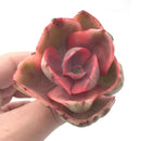 Echeveria 'Golden State’ Variegated 2"-3” Rare Succulent Plant