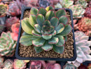 Echeveria 'Pulidonis' Variegated 3" Succulent Plant