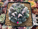 Echeveria 'Cubic Frost' 3" Cutting Succulent Plant