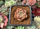 Echeveria 'Herbion' 1" Succulent Plant