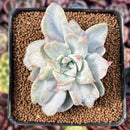 Echeveria 'Harry Watson' Mutated 2"-3" New Mutant Succulent Plant