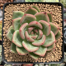 Echeveria 'White Champaign' 2"-3" Succulent Plant
