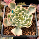 Echeveria 'Compton Carousel' 2" Succulent Plant