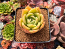 Echeveria Agavoides 'Ringo Star' 2"-3" Succulent Plant
