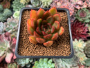 Echeveria Agavoides 'Red Bell' 2" Succulent Plant