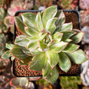 Echeveria Agavoides 'Star Boss' 2"-3" Succulent Plant