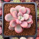 Echeveria 'Polari' 1" New Hybrid Succulent Plant