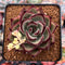 Echeveria Agavoides 'Ebony' Hybrid 2"-3" Succulent Plant