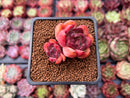 Echeveria sp. 1" Cluster Succulent Plant