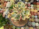 Echeveria 'Enfant' Variegated Cluster 5" Large Succulent Plant