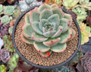 Echeveria 'White Champaign' 5" Large Succulent Plant