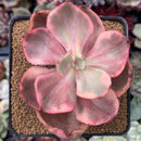 Echeveria 'Golden State' Variegated 2"-3" Succulent Plant