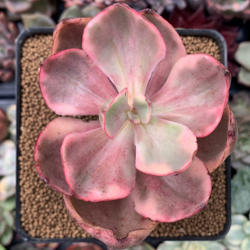 golden state succulents Echeveria 'Golden State' Variegated 2