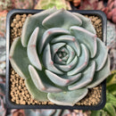 Echeveria 'Steel Heart'' 3" Succulent Plant