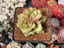 Echeveria 'Mini Nouvella' 2" Succulent Plant