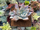 Echeveria 'Mexican Giant' 2"-3" Powdery Succulent Plant