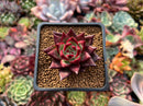 Echeveria Agavoides 'Concord' 1" Succulent Plant