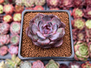 Echeveria 'Odette' 2" Succulent Plant