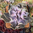 Echeveria 'Valkyrie' 3" Succulent Plant