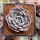 Echeveria 'Francia' 2" Air Magic Hybrid Succulent Plant