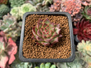 Echeveria 'Shani' 1" Succulent Plant