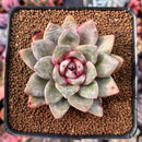 Echeveria 'German Champaign' 2"-3" Succulent Plant