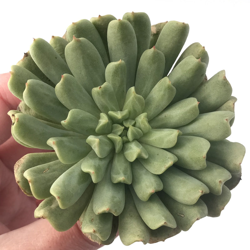 irish succulent Echeveria 'Irish Mint' 4" Succulent Plant – True Succulents Plant Co