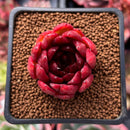 Echeveria Agavoides sp. 1" Succulent Plant