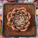 Echeveria Agavoides 'Sarabony' 1"-2" Succulent Plant