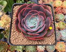 Echeveria 'Muesli' 3" Succulent Plant